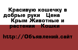 Красивую кошечку в добрые руки › Цена ­ 0 - Крым Животные и растения » Кошки   